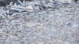 小魚が大量に死ぬ 100トン以上が漁港に!? 酸素不足で「伊勢エビも何もかもダメ」志摩の漁港に影響広がる　|　名古屋・愛知・岐阜・三重のニュース【CBC news】 | CBC web