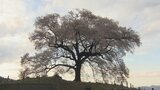 高さ17ｍの一本桜が満開　ライトアップで艶やかな夜桜に　韮崎市「わに塚のサクラ」　|TBS NEWS DIG