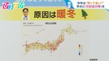 早くも「花粉シーズン」到来?1月なのに患者増 早めに花粉症対策を【ひるおび】|TBS NEWS DIG