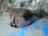 ゴマフアザラシ「だいき」 青森の水族館からアクアマリンふくしまに引っ越しへ 福島・いわき市 | 福島のニュース│TUF