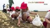 「とれた！」手の平より大きな甘いジャガイモ　園児たちが収穫体験　熊本・八代　|　熊本のニュース｜RKK NEWS｜RKK熊本放送