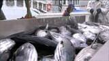 【生鮮カツオの水揚げ日本一 返り咲きを目指す】宮城・気仙沼市魚市場に今シーズンのカツオ初水揚げ|TBS NEWS DIG