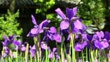 古くから高貴な色として愛される深い紫の花びらを持つアヤメ 津山市の神社で見ごろに【岡山】 | 岡山・香川のニュース | 天気 | RSK山陽放送