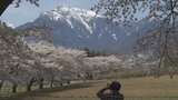 伐採の危機を乗り越え 地域住民が守り続ける 「蕪の桜並木」が満開に 山梨・北杜市 | 山梨のニュース | UTYテレビ山梨