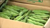 「市価より3割ほど安く販売」“そら豆まつり”はじまる　宮城・村田町　|　宮城のニュース│tbc NEWS│tbc東北放送