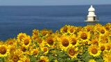 60万本のヒマワリ畑、今が見ごろ 昼間は青い海、夕方は夕焼けに染まり…幻想的な風景に 鹿児島・長島町 | 鹿児島のニュース|MBC NEWS|南日本放送