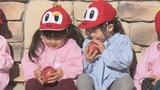 「じいじばあばのおうちで食べる!」園児がリンゴ狩り体験 福島 | 福島のニュース│TUF