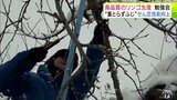 高品質なリンゴ生産のために剪定技術の向上図る勉強会に生産者約80人が参加　「ひとつでもいいリンゴを多く実らせたい」　青森県藤崎町|TBS NEWS DIG