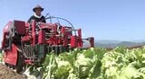日本初!信州特産「レタス」収穫する機械が実用化…レタスは柔らかく傷みやすく、試作から30年以上!1台440万円の機械の実力は?「生産者の作業軽減につながれば…」 | SBC NEWS | 長野のニュース | SBC信越放送
