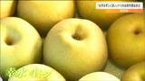 「冷やした状態で食べるとかなりおいしい」幸水約4トンが運び込まれる 梨の出荷開始 宮城・蔵王町|TBS NEWS DIG