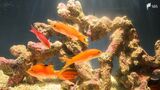 「すごくいい 画期的」水族館で客が値段を決めるポストプライシング制度導入 客数5倍 売上2.5倍でサービス向上=静岡市 | 静岡のニュース | SBSNEWS | 静岡放送