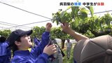 「作ってくれて感謝でしかなかった!」特産 “呉羽梨” …中学生が地元の誇り “手作業” で学ぶ 富山 | 富山のニュース|天気・防災|チューリップテレビ