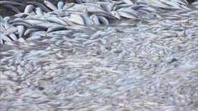 小魚が大量に死ぬ 100トン以上が漁港に!? 酸素不足で「伊勢エビも何もかもダメ」志摩の漁港に影響広がる|TBS NEWS DIG