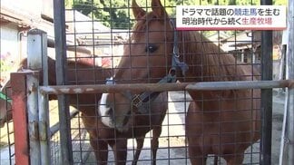 ドラマで注目集める「馬の生産牧場」 馬のいる町・宮崎県三股町で約150年以上続く牧場の仕事と思い | MRTニュース | MRT宮崎放送