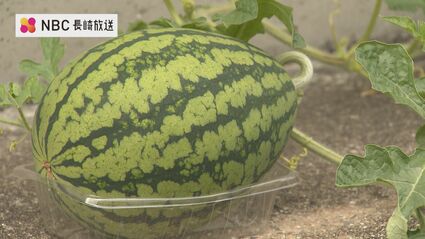 冬の寒さに耐えてある場所に実る“ド根性スイカ”ご近所さんの癒しに