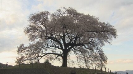 高さ17mの一本桜が満開 ライトアップで艶やかな夜桜に 韮崎市「わに塚