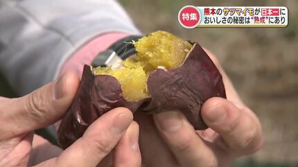 日本一のサツマイモが熊本に！美味しさの秘密は「収穫後の熟成」農家