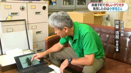 左がメス？右がオス？種子島で珍しいクワガタを小学生が発見「育てれば
