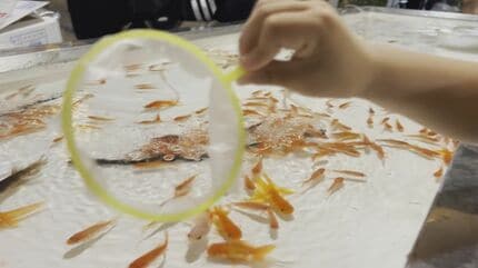 5年前は3センチだった金魚が…23センチになっていた」 金魚すくいの金魚