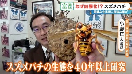 ハチには“人間の弱点”を狙う遺伝的プログラムが… 秋に狂暴化する