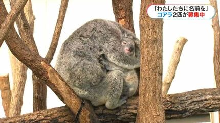 コアラページ2台目 赤ちゃんコアラの名付けのコツは？「わたしたちに名前をつけて」平川