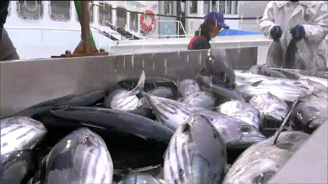 【生鮮カツオの水揚げ日本一 返り咲きを目指す】宮城・気仙沼市魚市場に今シーズンのカツオ初水揚げ|TBS NEWS DIG