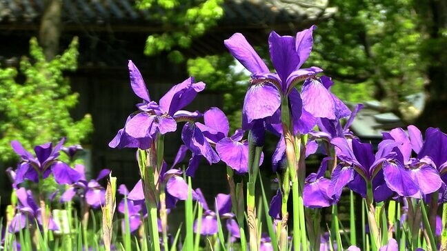 古くから高貴な色として愛される深い紫の花びらを持つアヤメ 津山市の神社で見ごろに【岡山】|TBS NEWS DIG