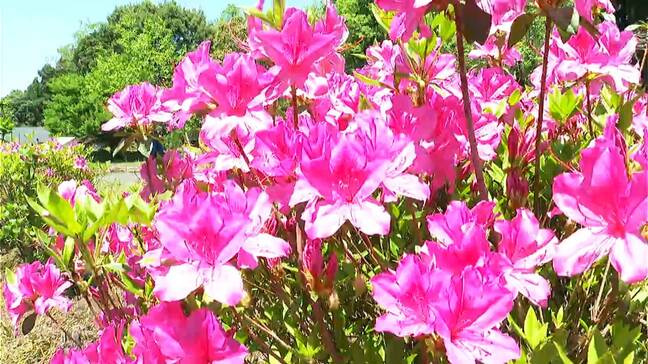 山あいの集落に400mのツツジロード 赤と白の鮮やかな花、今が見ごろ　鹿児島・霧島市国分|TBS NEWS DIG