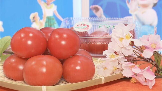 「ハレの日の主役に」春トマト「うらら」販売開始 福島・いわき市|TBS NEWS DIG