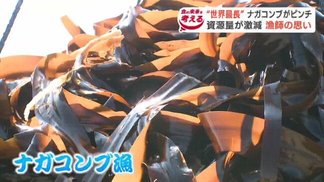 「昔は採りきれなかった」海水温上昇が原因か　北海道釧路市でナガコンブ漁解禁「採らないわけにはいかない」資源量激減と担い手不足に揺れる特産品の将来|TBS NEWS DIG