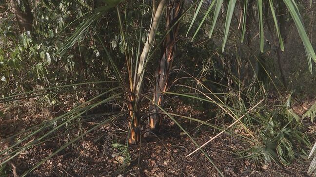 宇都宮市で2件の下草火事 今月18日にも市内で6件の同様の火事 警察が放火の可能性もあるとみて関連捜査|TBS NEWS DIG