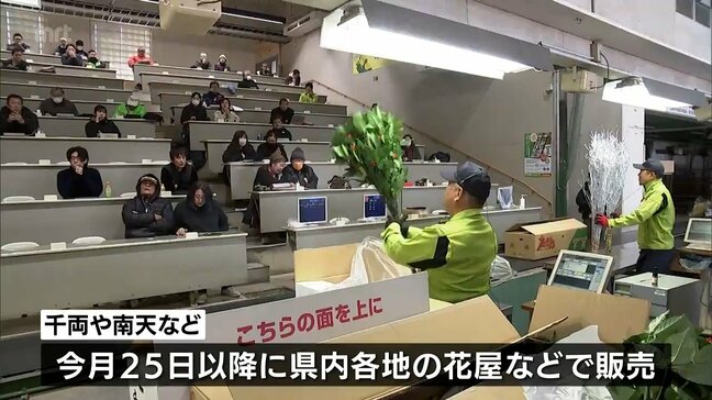 正月の飾り付けとして使用する「千両」や「南天」など縁起物の競り「企画市」|TBS NEWS DIG