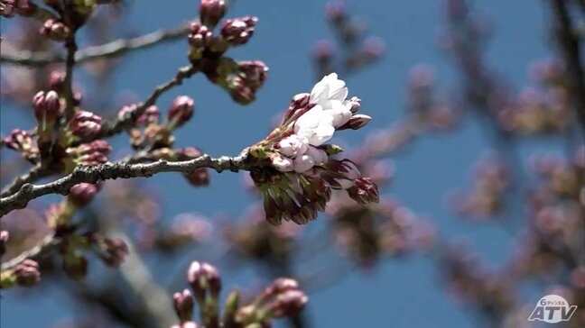 「弘前さくらまつり」の開幕まであと2日！　「弘前公園」外堀の開花は明日9日・園内は明後日10日に開花か　148の出店が並ぶ園内でも準備が佳境迎える　青森県弘前市|TBS NEWS DIG