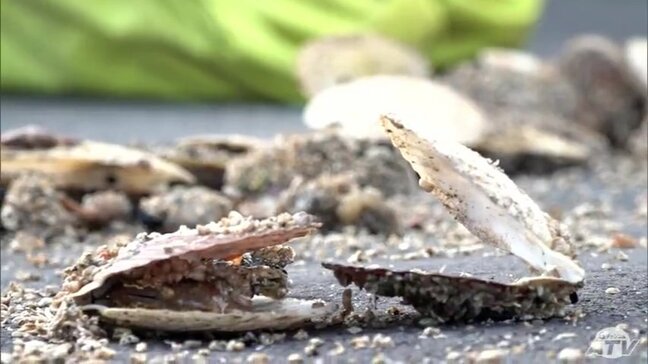 「40年漁師をやっていて初めて…」ホタテ大量死 青森県むつ市でも 養殖から約1年半で203枚→4枚に へい死率は約98%「来年も再来年も高水温続けば陸奥湾のホタテ産業は終わりかと…」|TBS NEWS DIG