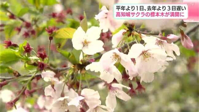 「良い時に来たなって」平年より1日、去年より3日遅い　高知城サクラの標本木が満開に|TBS NEWS DIG