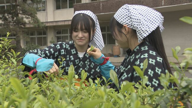 旧広瀬分校で伝統の茶摘み　坂上分校が引き継ぐ　山口・岩国|TBS NEWS DIG