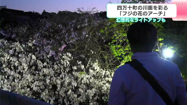 50年の絆がつなぐ「フジのアーチ」が見頃に　四万十町・国道沿いの川面を彩る4色のカーテン、夜は手作りのLEDで光の魔法を【高知】|TBS NEWS DIG