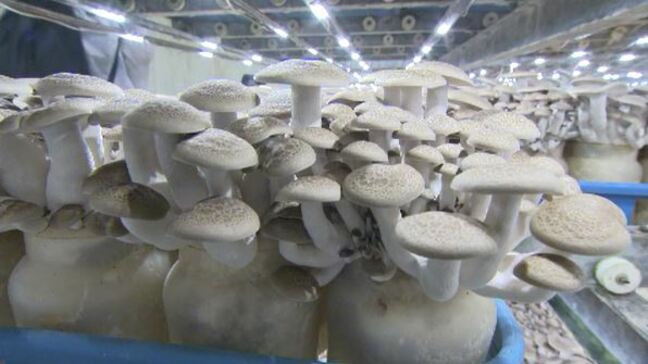 能登半島地震で散乱した瓶の中で生き延びた菌　復活プロジェクトで蘇った「奇跡のぶなしめじ」放置され培養期間が伸びたことで「うまみ成分」が通常の約1.5倍に|TBS NEWS DIG