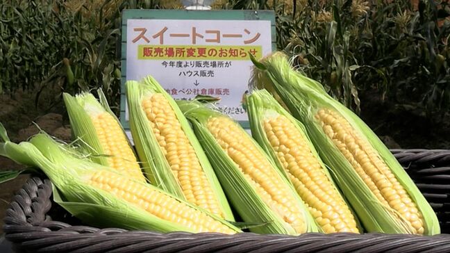 生でも食べられるスイートコーン「ゴールドラッシュ」が初出荷　片岡市長「めちゃくちゃジューシー」【岡山・総社市】|TBS NEWS DIG