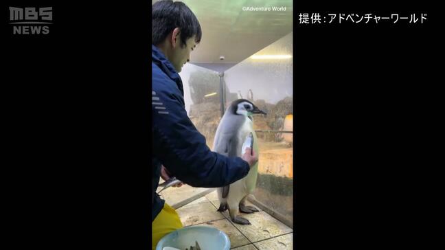 ペンギンにも“イヤイヤ期”？『エンペラーペンギン』の赤ちゃんがエサを前に首をフリフリ　なかなか食べない様子がまるで人間の子どものようだと話題に　和歌山・アドベンチャーワールド|TBS NEWS DIG