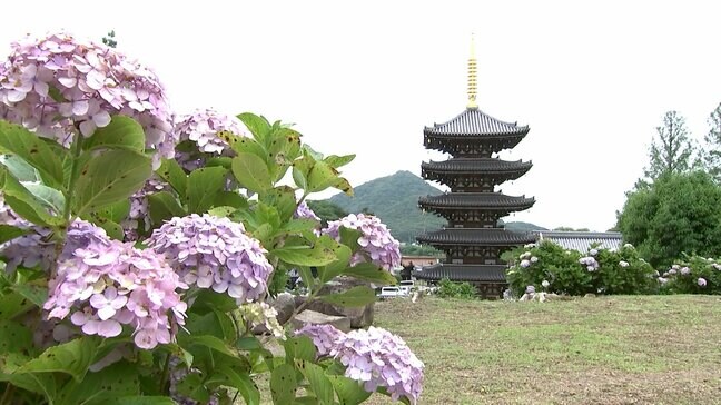 梅雨の彩り 仏生山の法然寺でアジサイが見ごろ【香川】|TBS NEWS DIG
