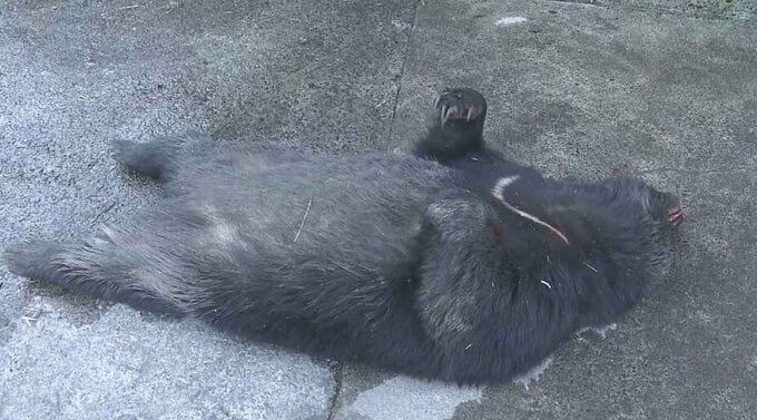 「異常、本当に異常」12月にクマ出没 89歳男性死亡「右手は複雑骨折のように…」 発見時の状況が明らかに　宮城・大和町|TBS NEWS DIG