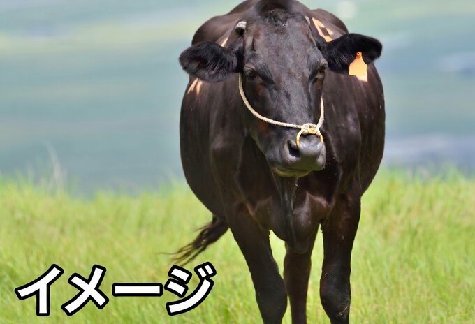 【速報】農場から黒毛牛1頭(メス・約600キロ)が脱走　見かけても「目を合わせずにその場を離れて」と呼びかけ　新潟・佐渡市|TBS NEWS DIG