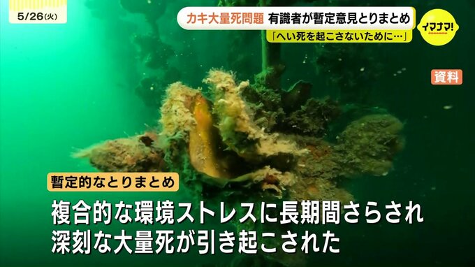 「複合的な環境ストレスに長期間さらされ…」かきの大量へい死問題　広島県の有識者会議が暫定とりまとめ　|　RCC NEWS | 広島ニュース | RCC中国放送