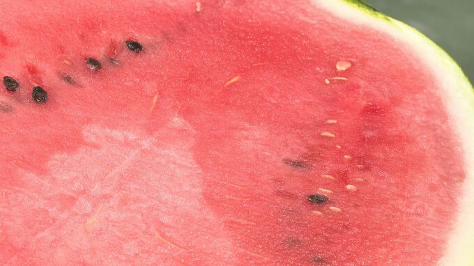 「皮のそばまで食べてくれる」自慢の日置すいか　目慣らし会　|　山口のニュース・天気・防災｜tys NEWS｜ｔｙｓテレビ山口