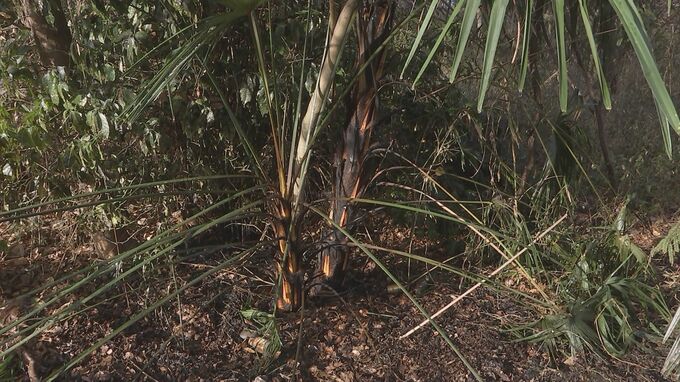 宇都宮市で2件の下草火事　今月18日にも市内で6件の同様の火事　警察が放火の可能性もあるとみて関連捜査|TBS NEWS DIG