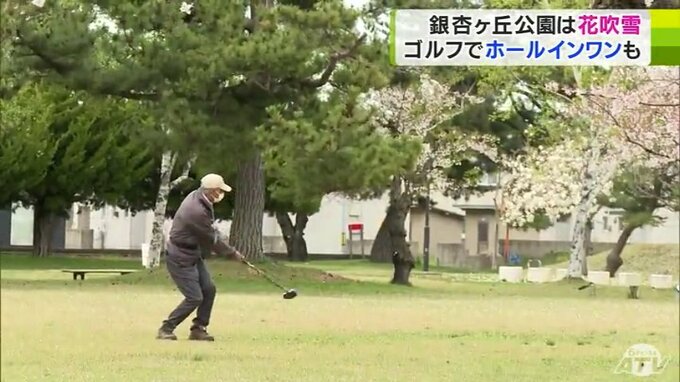 満開のサクラ舞い散る『花吹雪』のなかで「ホールインワン！」　ソメイヨシノ『およそ5分散り』の銀杏ヶ丘公園　青森県つがる市　|　青森のニュース│ATV NEWS│青森テレビ