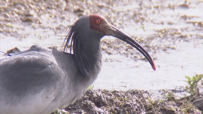 半世紀ぶり石川県での生息目指して…トキ放鳥への計画案発表　|　石川県のニュース｜MRO北陸放送