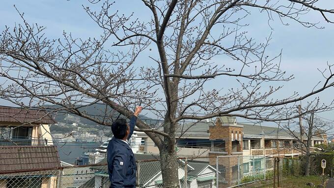 長崎のサクラ開花「持ち越し」ソメイヨシノの標本木「3輪」の開花を確認|TBS NEWS DIG