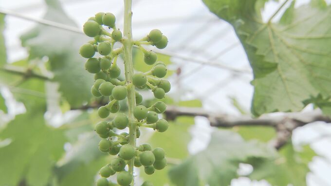 去年は150万…今年はいくらに ルビーロマン栽培講習会で品質左右する摘粒学ぶ　|　石川県のニュース｜MRO北陸放送